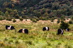 belted Galloways