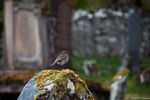 Loch Carron Friedhof