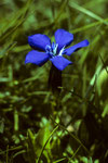 Frühlingsenzian  Gentiana verna