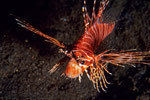 Pterois antennata I