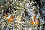 Anemonen- oder Clownfisch Amphiprion.