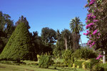 Botanischer Garten von Peradeniya und seltenen tropischen Bäumen  