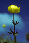 Trollblume  Trollus europaeus