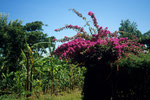 Bougainvillea glabra