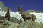 Steinböcke Capra ibex in Hüttennähe