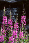 Weidenröschen  Epilobium angustifolium