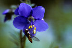 Blüte mit Besucher