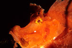 Rhinopias eschmeyeri Portrait in rot 1