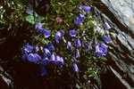 Glockenblume  Campanula scheuchzeri II