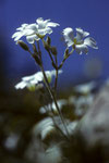 Blüten in weisser Tracht