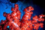 Dendronephthya  sp. V