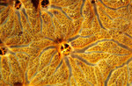 Clathria mima   - Detail -