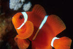 Anemonen- oder Clownfisch Amphiprion sp.