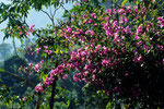 Bougainvillea