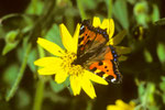 Grosser Fuchs  Nymphalis polychloros auf Arnika montana