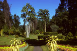 Botanischer Garten von Peradeniya - einer der schönsten botanischen Gärten der Welt.