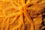 Echinochalina sp.   - Detail -