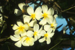 Frangipani Plumeria obtusa.