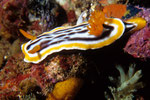 Nacktschnecke Chromodoris magnifica.