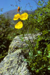 Gelber Alpenmohn  Papaver rhaeticum