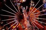 Pterois antennata  vorausschwimmend