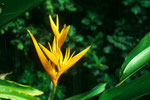 Strelitzia reginae