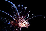 Pterois volitans  II