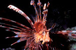 Pterois volitans