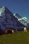 Eiger Nordwand  3970m und Jungfrau 4158 m