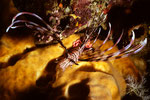 Pterois volitans I