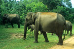 Wild - Elefanten im Yala Nationalpark