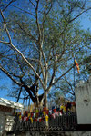 Bodhi-Baum Ficus religiosa mit 2300 Jahren der älteste bekannte Baum der Erde