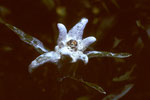 Edelweiss  Leontopodium alpinum