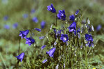 Glockenblume  Campanula scheuchzeri