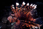 Pterois volitans mit aufgestellten Giftstacheln