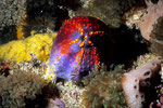 Bunte Seegurke Pseudocolochirus violaceus - geschlossen.