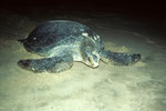 Schildkröte nach der Eiabalge am Palm Paradise Strand