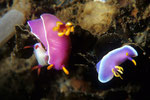 Nacktschnecke Hypselodoris bullokii - bei der Paarung.