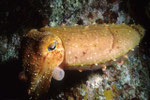 Sepia Sepia latimanus.