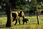 Wild - Elefanten mit  Nachwuchs im Yala Nationalpark