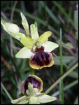 Ophrys litigiosa Grabels (34) Le : 05-04-2004