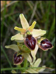 Ophrys litigiosa Grabels (34) Le : 07-04-2004