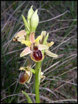 Ophrys litigiosa Grabels (34) Le : 08-04-2004