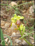 Ophrys lupercalis Clapiers-Lauriol (34) Le : 03-04-2005