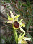Ophrys litigiosa Grabels (34) Le : 13-04-2004