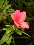 Rhododendron sp-Cascade maniquet-31-10-05