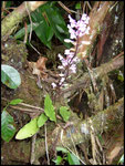 Orchidées, Cynorkis squamosa-Cascade maniquet-31-10-05