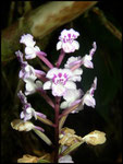 Orchidées,Cynorkis squamosa-Cascade maniquet-31-10-05