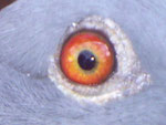 DAS-AUGE des SIEGERS.