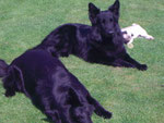 Die schwarze Wachmanschaft der MOPS ist der Commander!